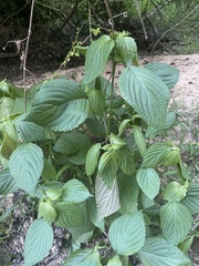 Perilla
