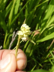 Ludwigia suffruticosa