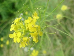 Sisymbrium loeselii