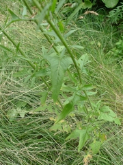 Sisymbrium loeselii