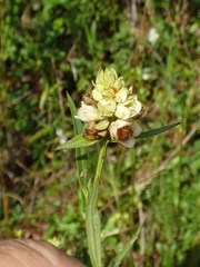Ludwigia suffruticosa