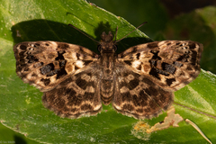 Gorgythion begga begga