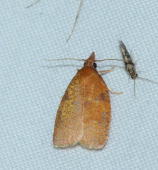 Cenopis directana