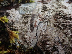 Lecanora cinereofusca