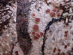 Lecanora cinereofusca