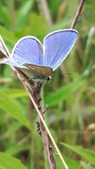 Polyommatus icarus