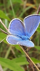 Polyommatus icarus