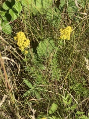 Galium verum