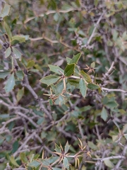 Berberis ruscifolia