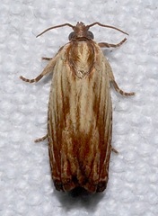 Eucosma radiatana