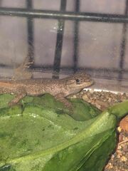 Sceloporus occidentalis