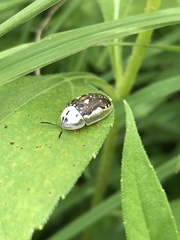Deloyala guttata