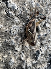 Melanoplus bispinosus