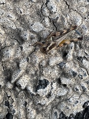 Melanoplus bispinosus