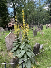 Verbascum densiflorum