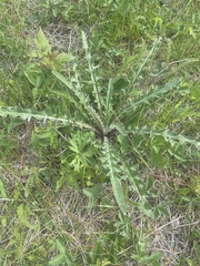 Cirsium flodmanii
