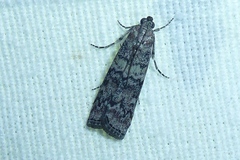 Dioryctria simplicella