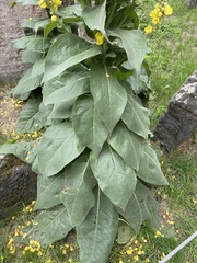 Verbascum densiflorum