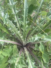 Cirsium flodmanii