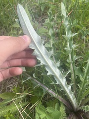 Cirsium flodmanii