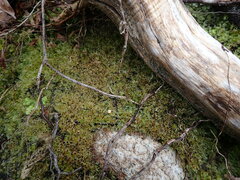 Pohlia longibracteata