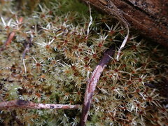 Pohlia longibracteata