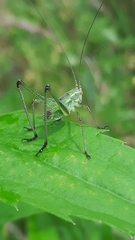 Phaneroptera falcata