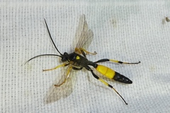 Ichneumon confusor