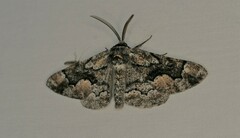Phaeoura mexicanaria