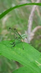 Phaneroptera falcata