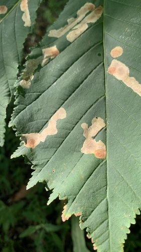 Horse-chestnut Leafminer