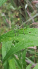 Phaneroptera falcata