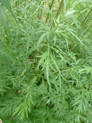 Artemisia vulgaris