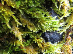 Homalothecium aureum