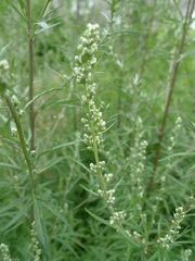 Artemisia vulgaris