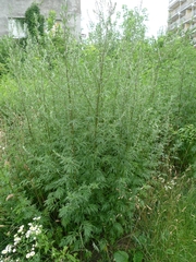 Artemisia vulgaris