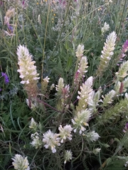 Melampyrum argyrocomum