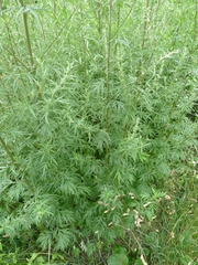 Artemisia vulgaris