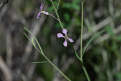 Hesperidanthus
