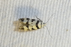 Pseudotelphusa scalella