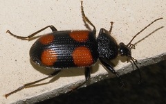 Panagaeus crucigerus