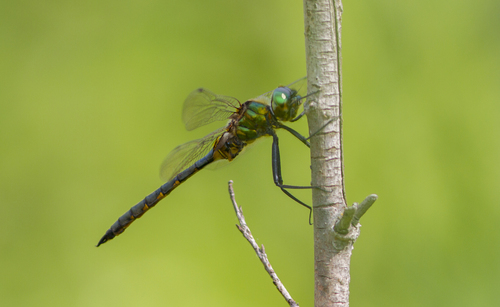 Yellow-spotted Emerald