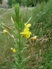 Oenothera