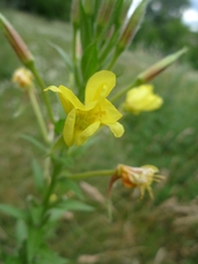 Oenothera