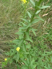 Oenothera