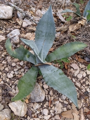 Agave asperrima