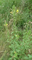 Oenothera