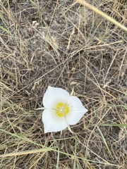Calochortus macrocarpus