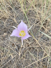 Calochortus macrocarpus