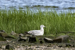 Larus argentatus